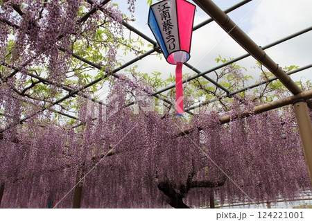 曼荼羅寺の藤（愛知県江南市）・12 124221001