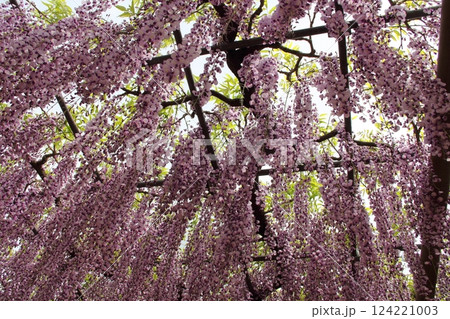 曼荼羅寺の藤(愛知県江南市)・13 曼荼羅寺の藤(愛知県江南市)・13 124221003