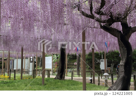 曼荼羅寺の藤（愛知県江南市）・14 124221005