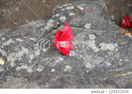 曼荼羅寺の藤(愛知県江南市)・24 曼荼羅寺の藤(愛知県江南市)・24 124221024