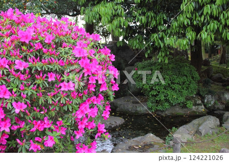 曼荼羅寺の藤（愛知県江南市）・25 124221026