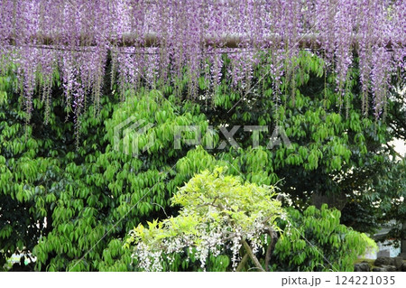 曼荼羅寺の藤（愛知県江南市）・30 124221035