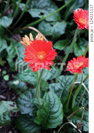 赤いガーベラ 124221117