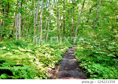 奥入瀬（おいらせ）渓流沿いの遊歩道の風景　青森県十和田市 124221359