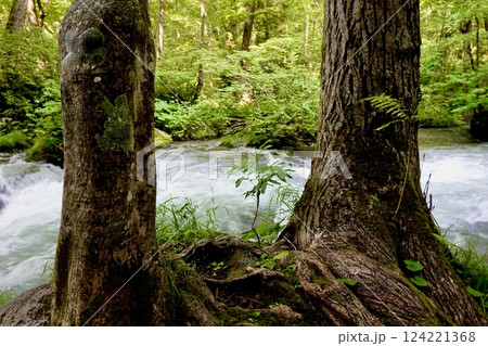 奥入瀬(おいらせ)渓流の鮮やかな緑と清らかなせせらぎの風景 青森県十和田市 奥入瀬(おいらせ)渓流の鮮やかな緑と清らかなせせらぎの風景 青森県十和田市 124221368