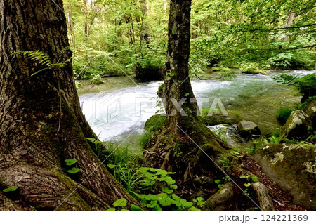 奥入瀬（おいらせ）渓流の鮮やかな緑と清らかなせせらぎの風景　青森県十和田市 124221369