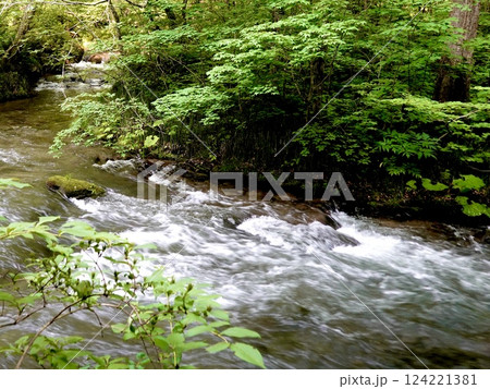 奥入瀬（おいらせ）渓流の鮮やかな緑と清らかなせせらぎの風景　青森県十和田市 124221381