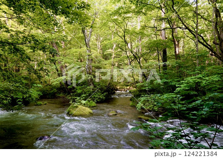 奥入瀬（おいらせ）渓流の鮮やかな緑と清らかなせせらぎの風景　青森県十和田市 124221384