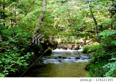 奥入瀬(おいらせ)渓流の鮮やかな緑と清らかなせせらぎの風景 青森県十和田市 奥入瀬(おいらせ)渓流の鮮やかな緑と清らかなせせらぎの風景 青森県十和田市 124221385