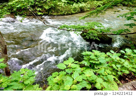 奥入瀬(おいらせ)渓流の鮮やかな緑と清らかなせせらぎの風景 青森県十和田市 奥入瀬(おいらせ)渓流の鮮やかな緑と清らかなせせらぎの風景 青森県十和田市 124221412
