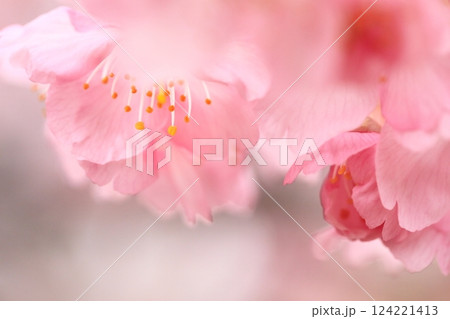 満開の河津桜 124221413