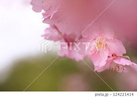 満開の河津桜 124221414