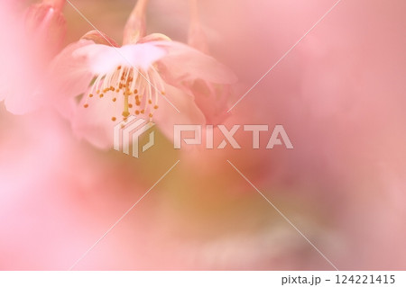 満開の河津桜 124221415