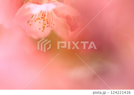 満開の河津桜 124221416