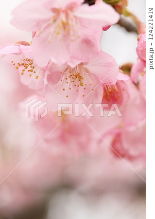 満開の河津桜 124221419