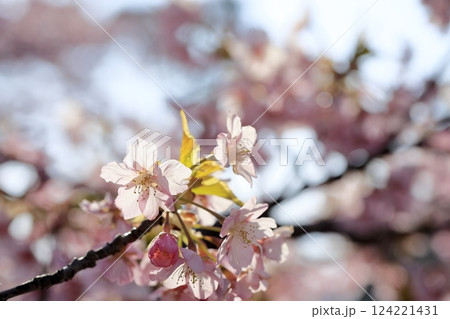 満開の河津桜 124221431