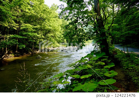 奥入瀬（おいらせ）渓流と国道102号線を包み込むような緑の風景　青森県十和田市 124221476