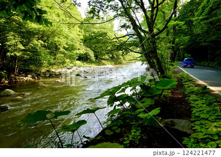 奥入瀬(おいらせ)渓流と国道102号線を包み込むような緑の風景 青森県十和田市 奥入瀬(おいらせ)渓流と国道102号線を包み込むような緑の風景 青森県十和田市 124221477