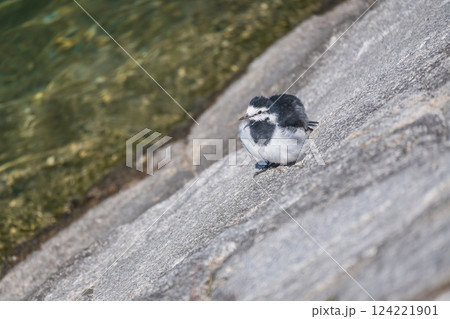ハクセキレイ　京都市鴨川 124221901