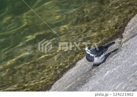 ハクセキレイ 京都市鴨川 ハクセキレイ 京都市鴨川 124221902