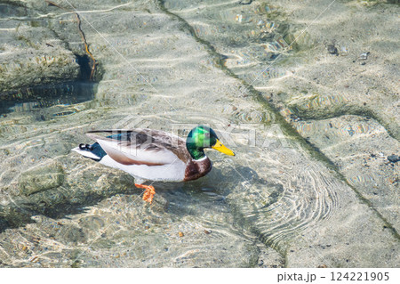 マガモ(オス) 京都市鴨川 マガモ(オス) 京都市鴨川 124221905