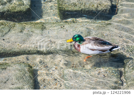 マガモ（オス）　京都市鴨川 124221906