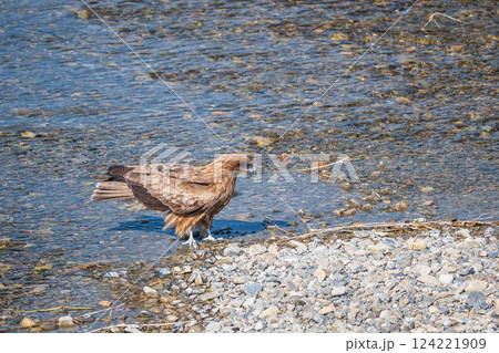 トビ　京都市鴨川 124221909