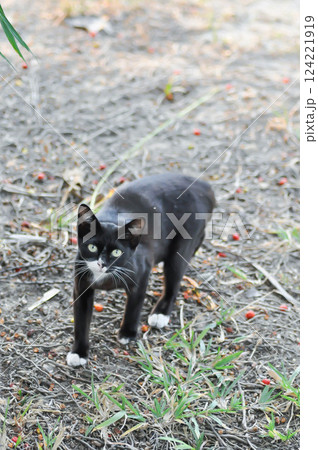 black cat or black and white cat 124221919