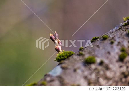 春まじかの木々 124222192