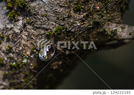 春まじかの木々 124222193