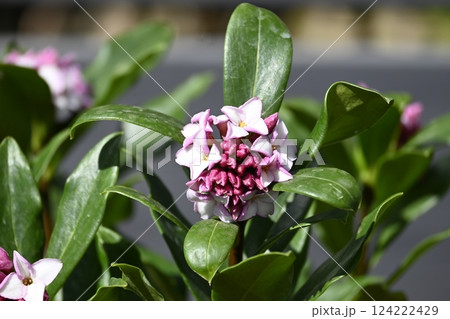 咲き始めの沈丁花の花 124222429