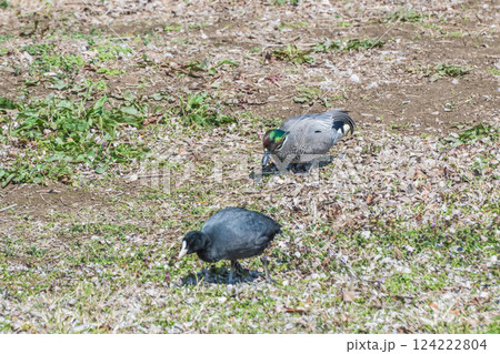 淀川の河川敷で食べ物を探すヨシガモ(オス)とオオバン 淀川の河川敷で食べ物を探すヨシガモ(オス)とオオバン 124222804