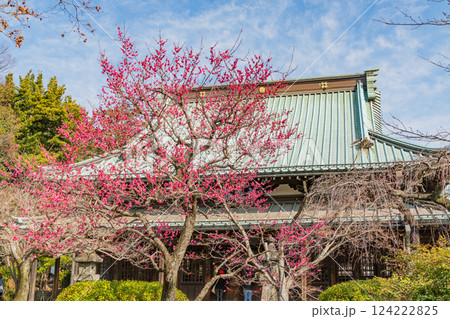 【東京都】紅梅が咲いた早春の豪徳寺 124222825