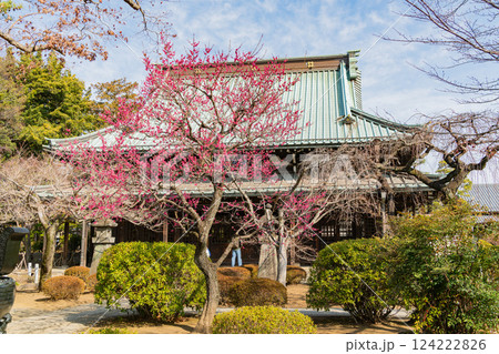 【東京都】紅梅が咲いた早春の豪徳寺 124222826