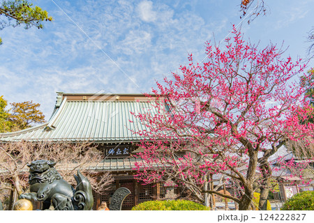 【東京都】紅梅が咲いた早春の豪徳寺 124222827