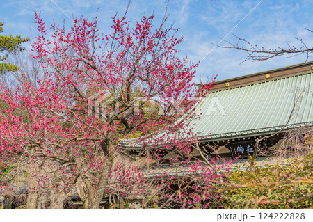 【東京都】紅梅が咲いた早春の豪徳寺 124222828