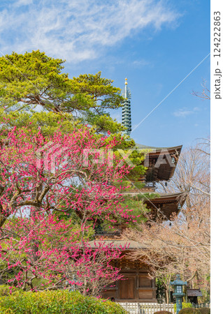 【東京都】紅梅が咲いた早春の豪徳寺・三重塔 124222863