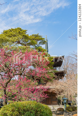 【東京都】紅梅が咲いた早春の豪徳寺・三重塔 124222864