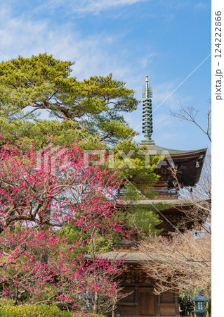 【東京都】紅梅が咲いた早春の豪徳寺・三重塔 124222866