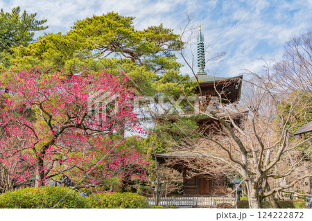【東京都】紅梅が咲いた早春の豪徳寺・三重塔 124222872