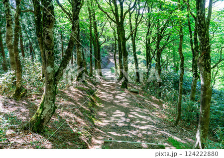 初夏の高清水トレイル　ブナ林の新緑と縦走路2　岡山県苫田郡鏡野町 124222880
