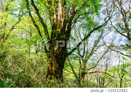 初夏の高清水トレイル　新緑のブナの原生林3　岡山県苫田郡鏡野町 124222881
