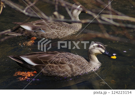 カルガモ カルガモ 124223154