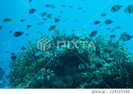サンゴと青い海と魚たち　沖縄の海 124223198