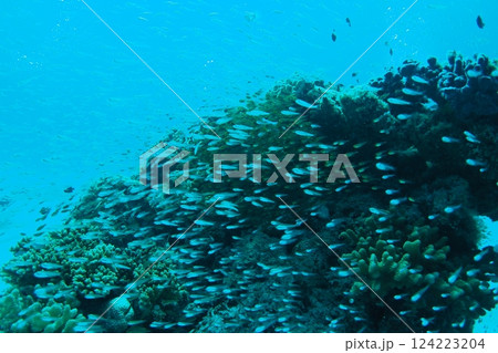 座間味島、様々なサンゴにキンメモドキの群れ 座間味島、様々なサンゴにキンメモドキの群れ 124223204