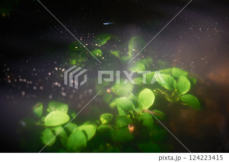 水中のアヌビアスナナ 124223415