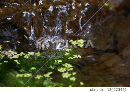 増えるアオウキクサの風景 増えるアオウキクサの風景 124223421