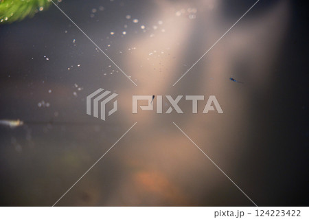 餌を食べるオロチ目高の稚魚 餌を食べるオロチ目高の稚魚 124223422