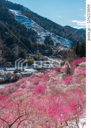 残雪の集落とあぶだ福寿草の里の梅林 124223604
