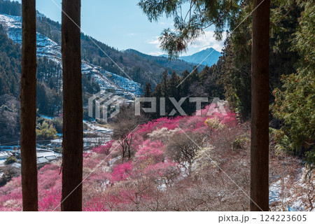 杉の木の間から覗くあぶだ福寿草の里の梅林 124223605